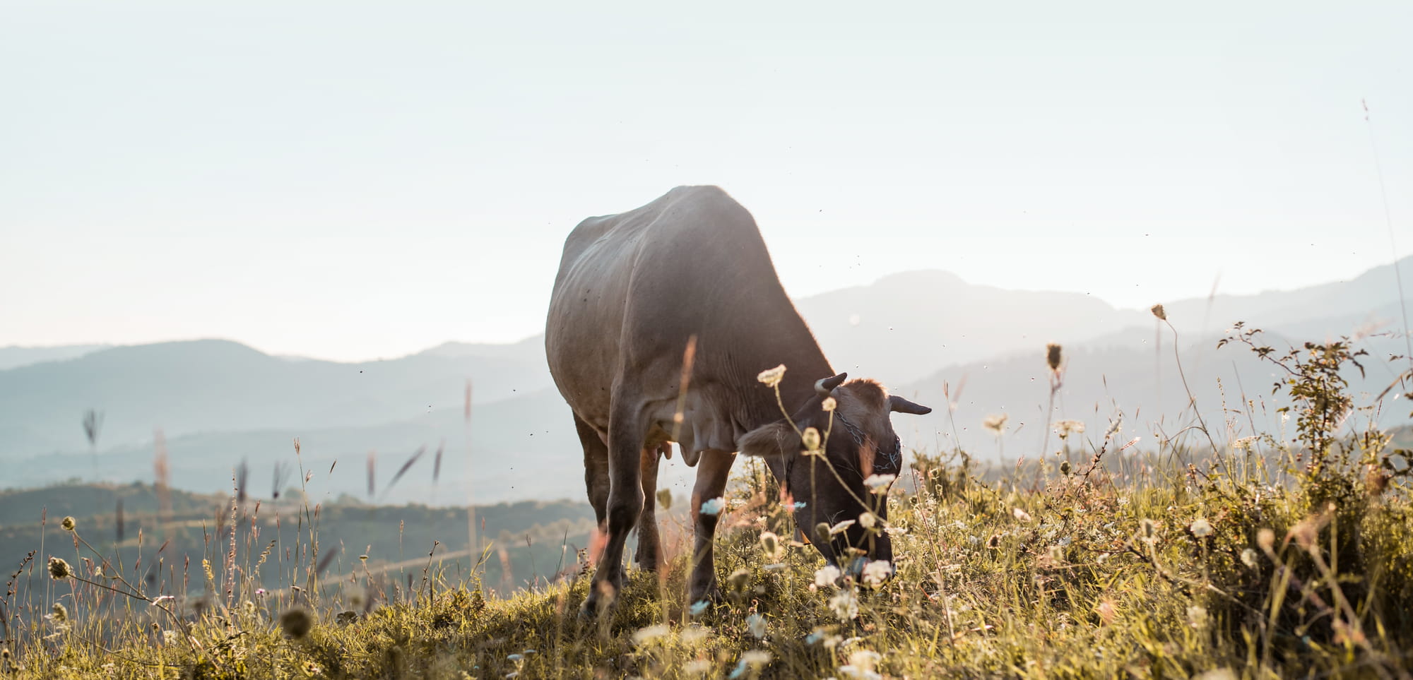 Learn more - category