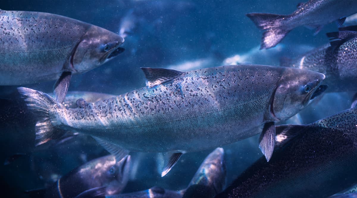 Farmed salmon swimming together.