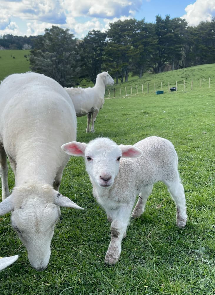 Dairy sheep on a farm