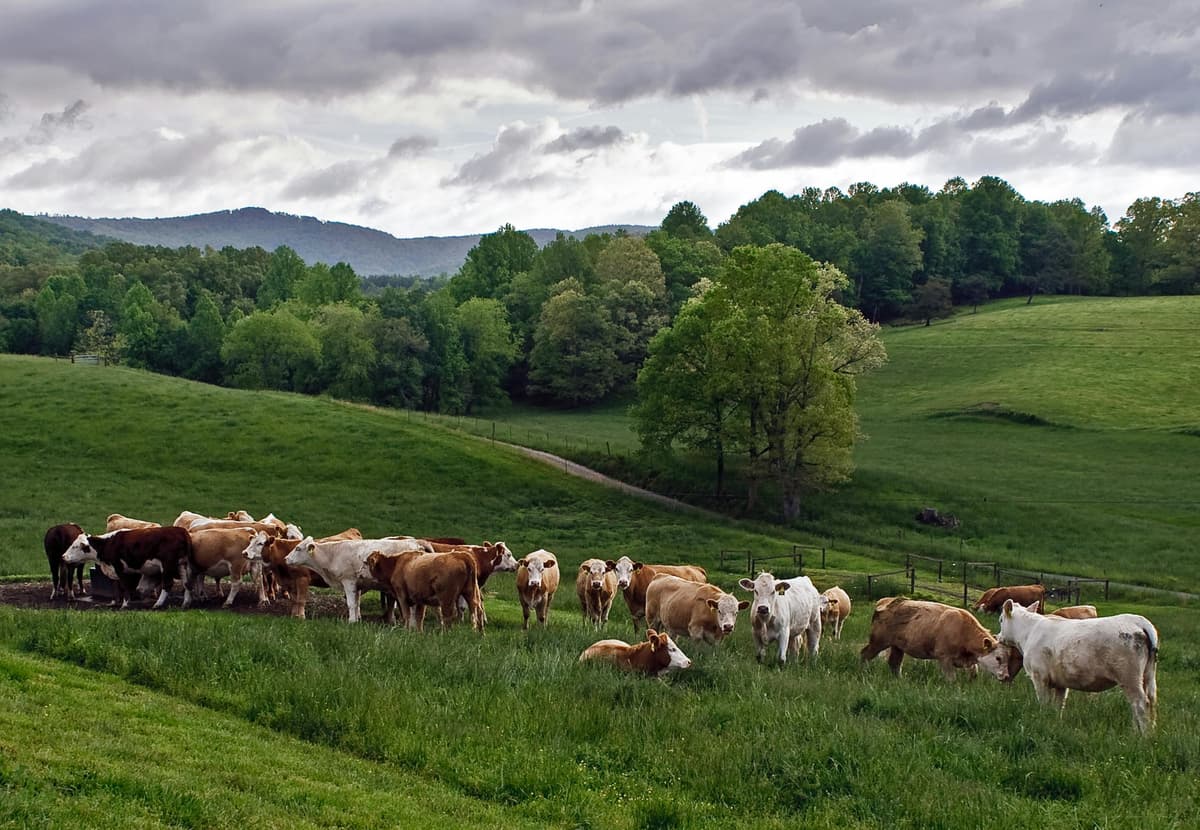 Cows on pasture