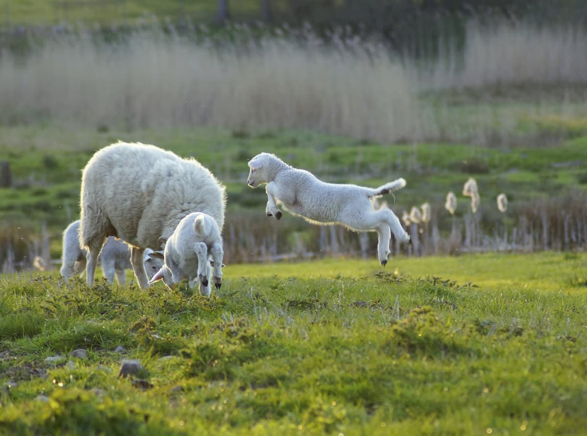 Lambs frolicking at pasture beside their grazing dam.